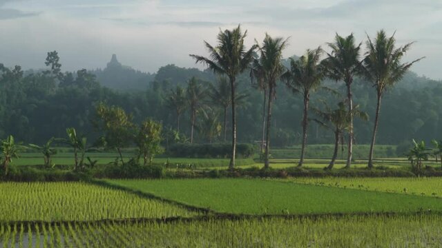 Green Ricefield and Silhouette of Candi Borobudur - Mahayana Javanese Buddhist Temple UNESCO World Heritage Site in Yogyakarta Magelang, Central Java, Indonesia Indonesian