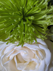 closeup of white rose and green chrysanthemum flowers
