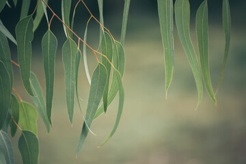 Eucalyptus green leaves © Roxana
