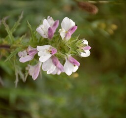 Pink and white flowering plant of Bellardia trixago.