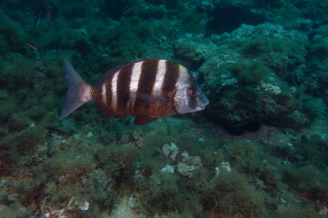 Zebra sea bream (Diplodus cervinus) in Mediterranean Sea