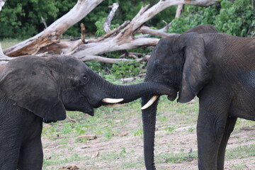 Fototapeta na wymiar African Elephants playing by the Chobe River in Botswana