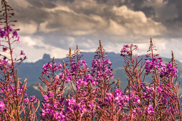epilobium angustifolium