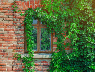 Old window in abandoned brick house is overgrown with vines. Lea