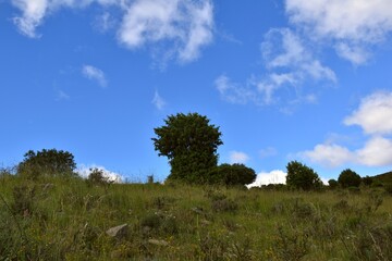 Obraz premium Meadow view with adult juniper tree, holm oak and cloudy blue sky.