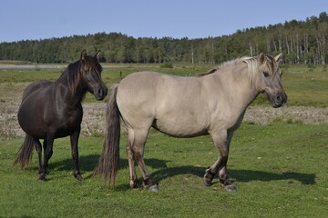 Black and grey horses stand on green grass