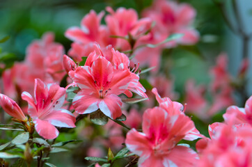Floral Close Up Nature Photography Blurred green background and pink flower 