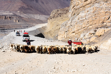 JOMSON, NEPAL - DEC 4, 2018: Shepherds lead their sheep on a dirt road in Annapurna Conservation...