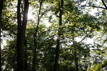 Fototapeta premium Sonnenstrahlen im Wald zwischen den Bäumen mit Bokeh aus Fliegen im Vordergrund