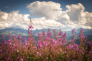 epilobium 