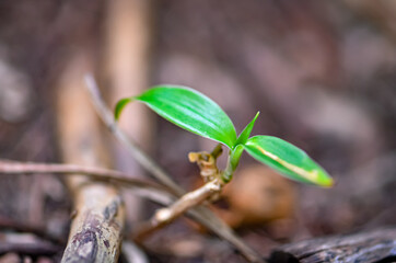 Green Weed Foliage Plant Close Up Nature Photography with Blurred background