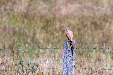 Kestrel sitting on a fence post in the beatiful nature of Luxembourg