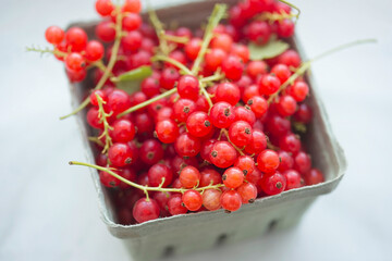 Red currants in punnet on white background 