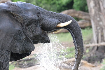 African Elephants playing by the Chobe River in Botswana