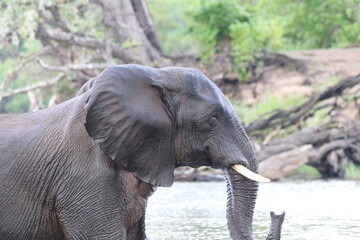 Fototapeta premium African Elephants playing by the Chobe River in Botswana