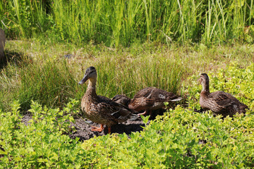 ducks on the lake in the park
