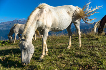 white horse eating