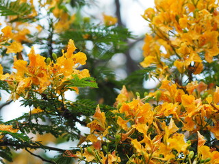 Flam boyant, The Flame Tree, Royal Poinciana Delonix regia Bojer beautiful bouquet yellow flower blooming in garden blurred of nature background