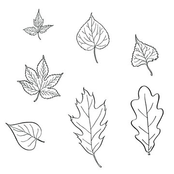 Set of hand drawn vector leaves. Black and white inked illustration of ivy, oak, poplar, linden, lime and lilac leaves isolated on white