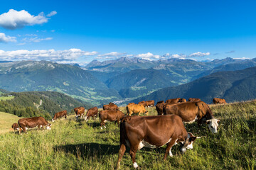 Fototapeta na wymiar mountain cows eating