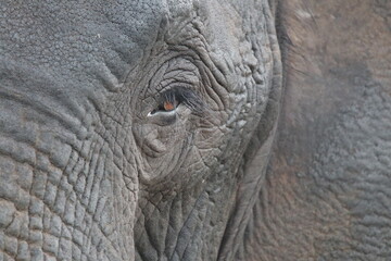 Fototapeta premium African Elephants playing by the Chobe River in Botswana