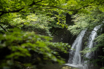 Obraz premium 滝と緑