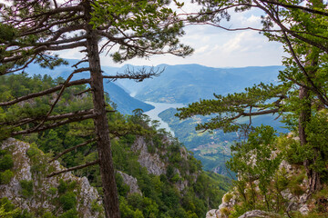 Fototapeta na wymiar Tara mountain, National park in Serbia