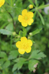 Obraz premium Yellow flowers buttercups bloom in the meadow in summer