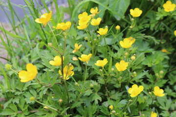 
Yellow flowers buttercups bloom in the meadow in summer