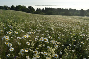 A field of daisies at sunrise, Sainte-Apolline, Quebec