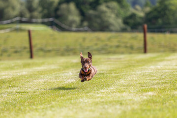 Miniature Dachshund Jumping in the Field - 366507603