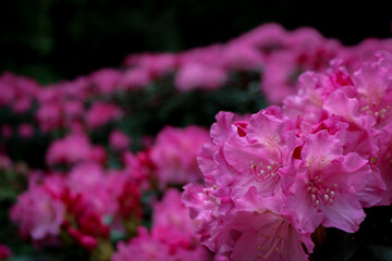 pink rhododendron flowers