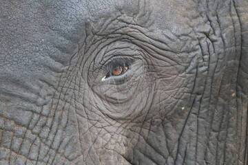 African Elephants playing in the Chobe National Park