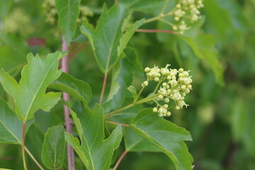 
White flowers bloom from buds on bush branches in spring