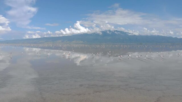 Pink Lesser Flamingos at Lake Natron with volcano on background in Rift valley, Tanzania