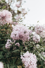 Blooming purple lilac flowers bush. Natural summer floral composition