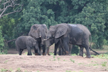 Fototapeta na wymiar African Elephants playing in the Chobe National Park