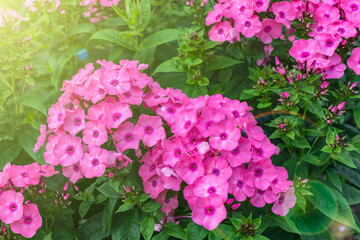 Bright purple phlox flowers blooming in the summer garden