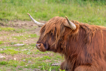 Beautiful Highland Cows in the Field