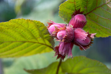 Red-leaved hazelnut closeup outdoors