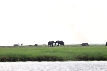 African Elephants playing in the Chobe National Park