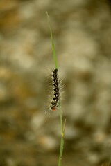 Hairy caterpillar with red, yellow, orange and white spots on blade of grass in mountain.
