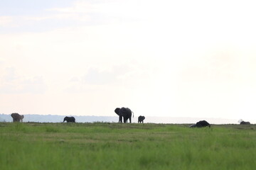 African Elephants playing in the Chobe National Park