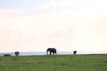 African Elephants playing in the Chobe National Park