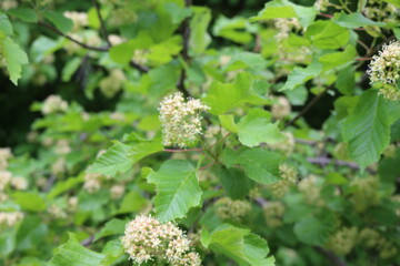 
Delicate white flowers blossomed on a bush in a spring garden