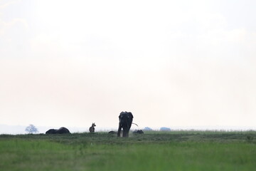 Fototapeta premium African Elephants playing in the Chobe National Park