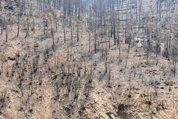 Burned forest with trees after a forest fire