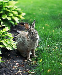 
beautiful fluffy rabbit with long ears sits near a bush