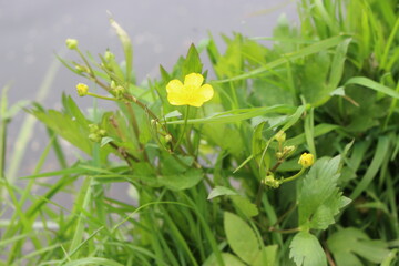 
Yellow flowers buttercups bloom in the meadow in summer
