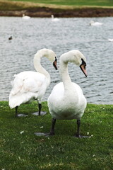 graceful swans in a meadow near the lake
